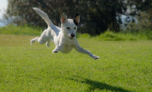 Dog Rego has started