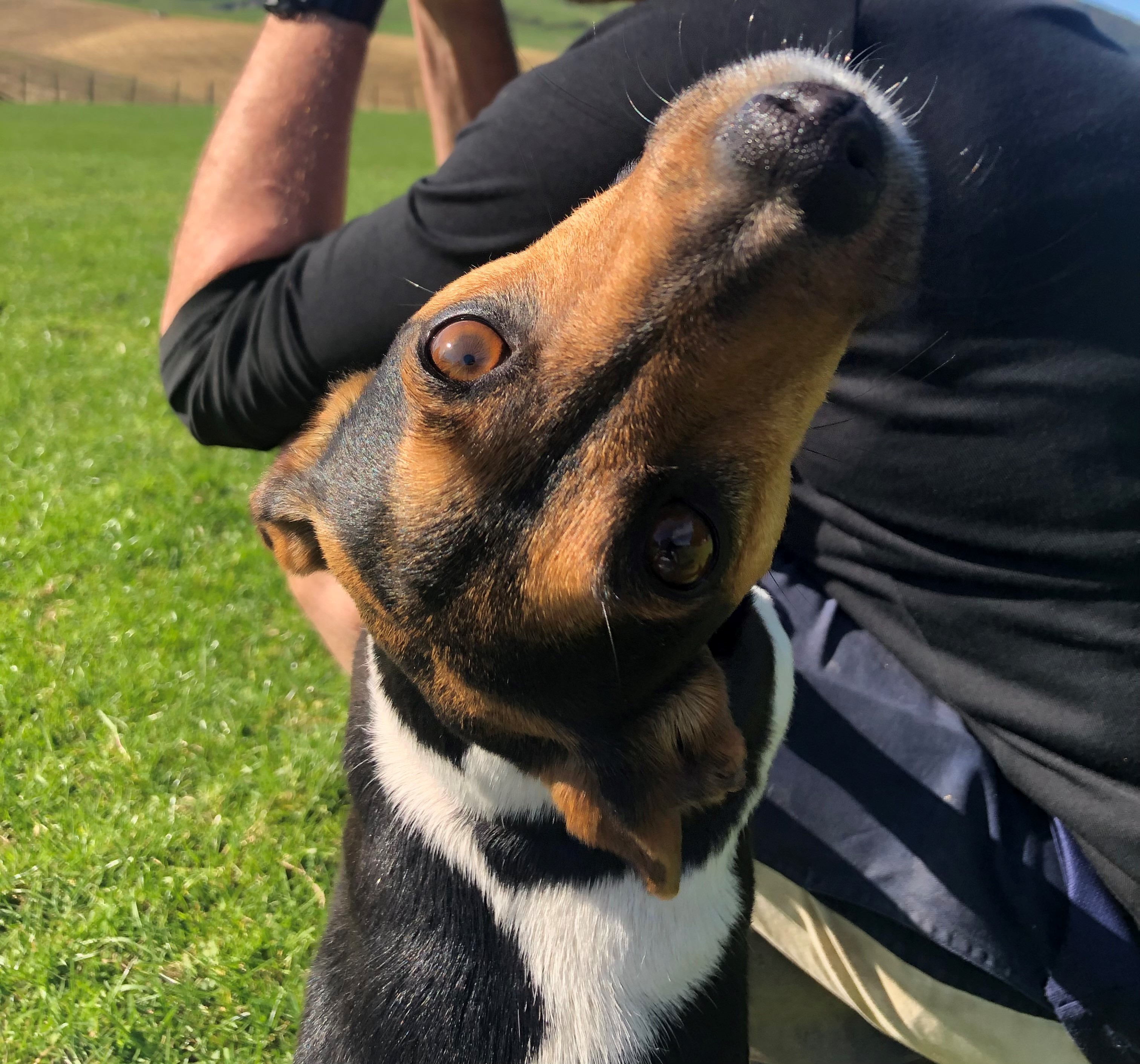 TDC Dog Registration fees 