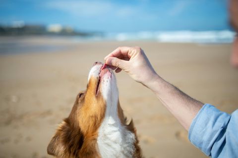 Dog-friendly Recipes