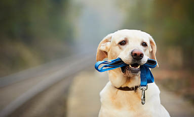 Preferred Dog Owner Status