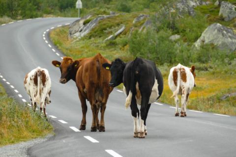 Vehicle & Stock Crossings