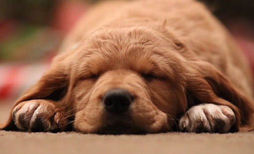 Preferred Owner Status for dogs