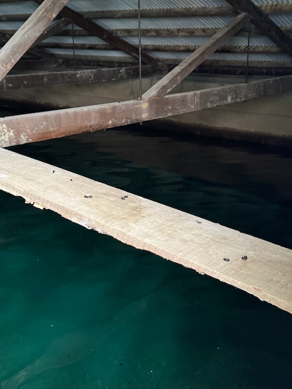 Woodville reservoir rafters