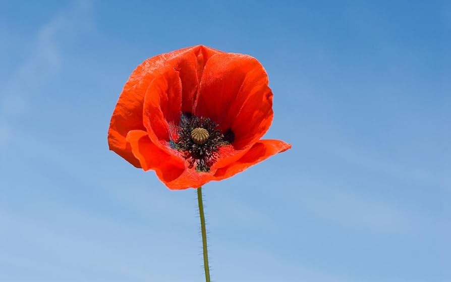 Armistice Day - 11 November 2024