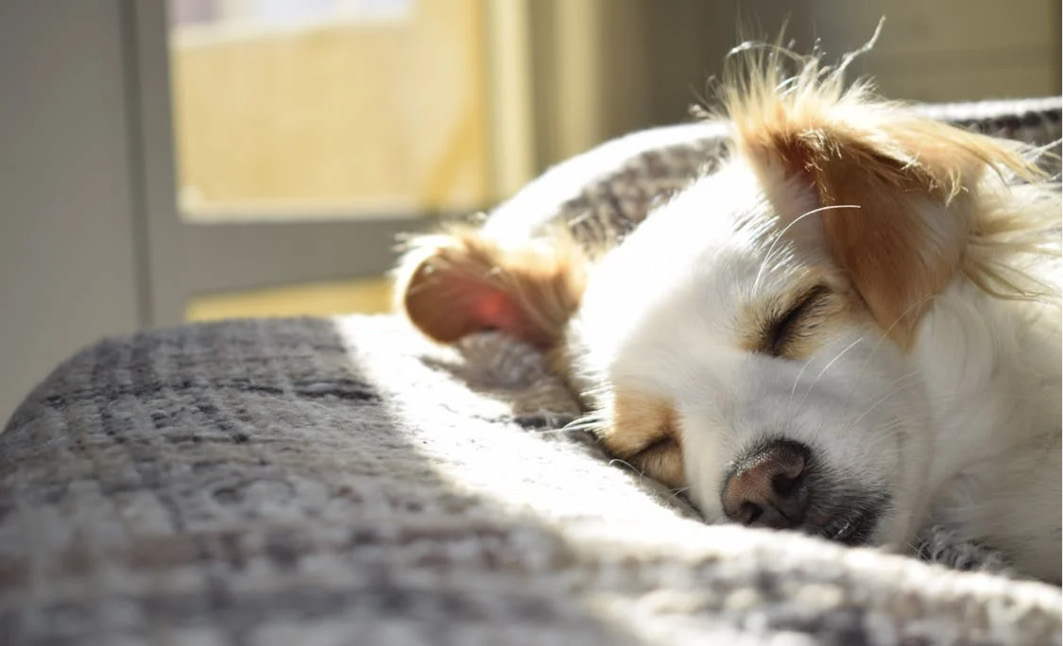 Dog registration coming soon